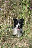 BORDER COLLIE 347